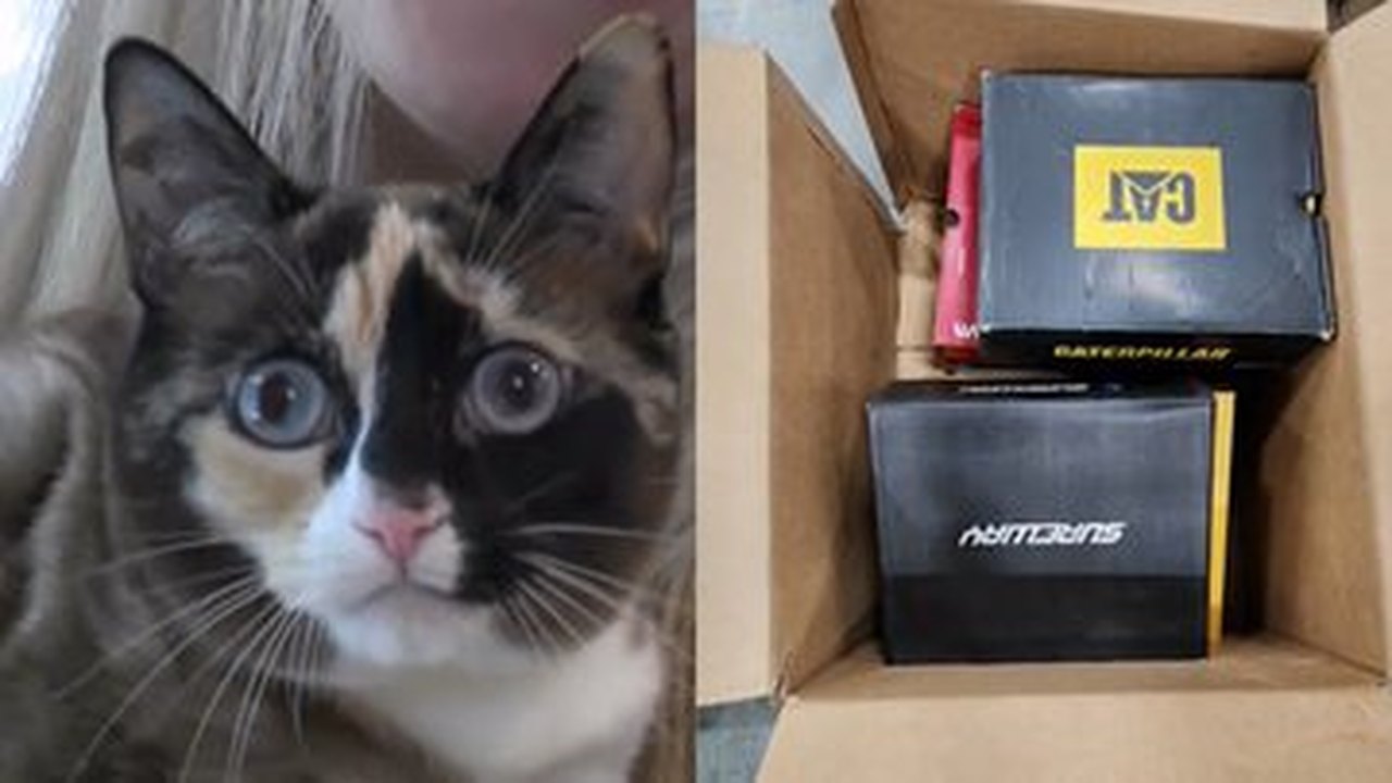 Gata sobrevive após ser enviada acidentalmente em pacote de devolução da Amazon nos EUA