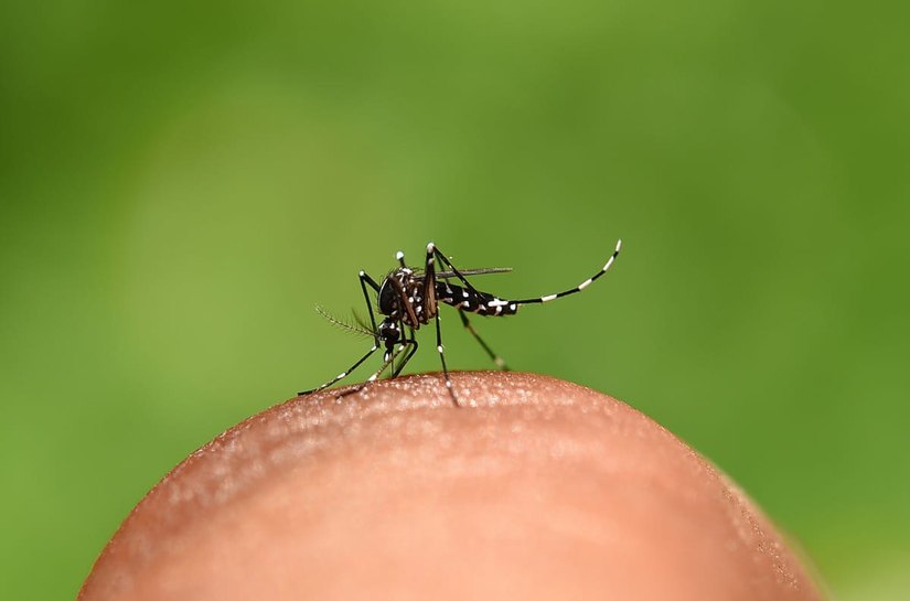 Recém-nascida é a 3ª vítima fatal de chikungunya em São Miguel dos Campos