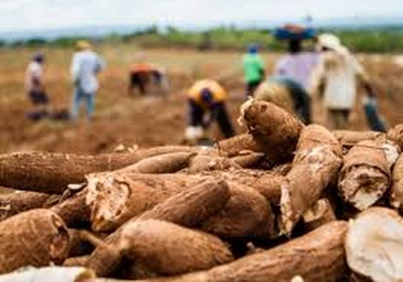 Banco do Nordeste registra alta de 115% nos financiamentos para agricultura familiar