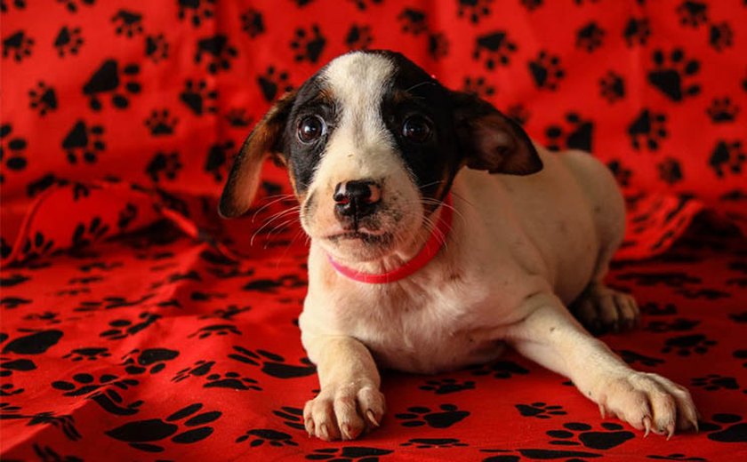 Centro de Zoonoses participa de feira de adoção de animais em Maceió