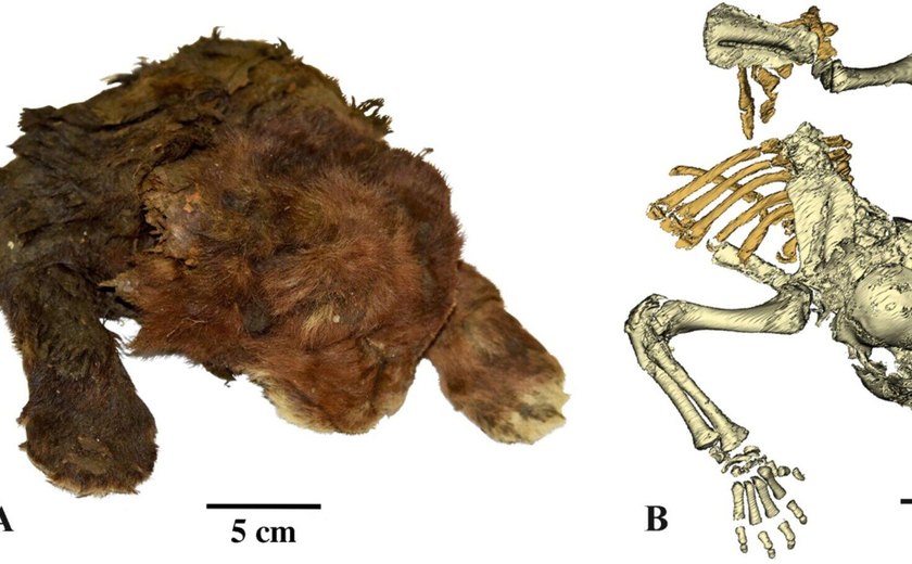 Cientistas russos revelam múmia única de 35 mil anos de tigre-dente-de-sabre filhote (FOTOS, VÍDEO)