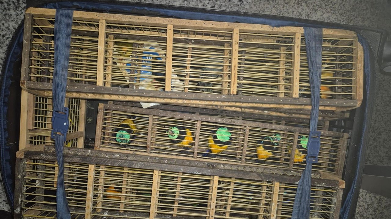 Ação integrada da PCAL e Polícia Federal apreende 42 aves silvestres no aeroporto Zumbi dos Palmares