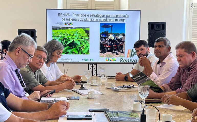 Agricultura busca parcerias para melhorar qualidade genética da mandioca