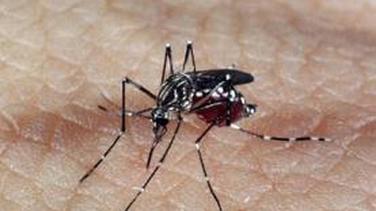Dengue: técnicos do Ministério da Saúde avaliam situação em Campinas