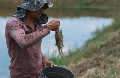 Criação de camarão avança em Alagoas e impulsiona municípios