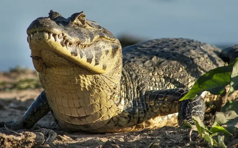 Jacaré-de-papo-amarelo é resgatado em tanque de empresa em MG