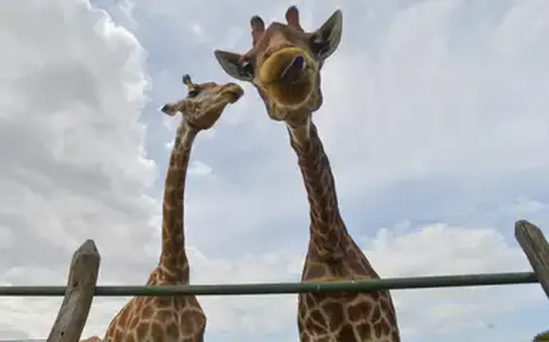 Público poderá escolher nome de bebê girafa ameaçado de extinção nascida no zoo de SP