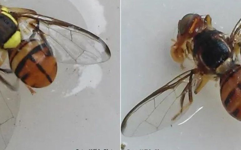 'Mosca maldita': pesquisadores isolam fungo do solo em busca de solução para emergência; entenda