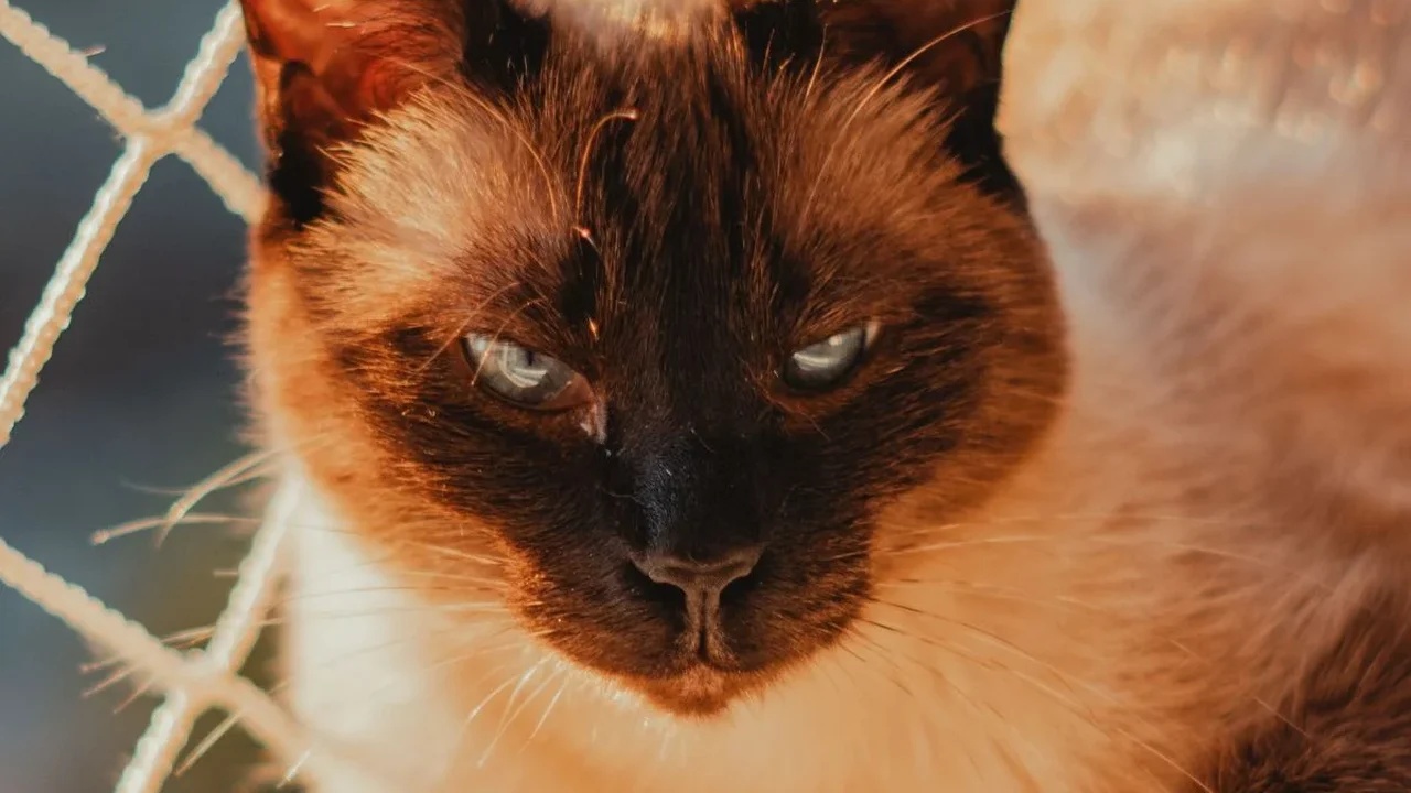 A escolha de um pet pode mudar quando a idade deixa de importar