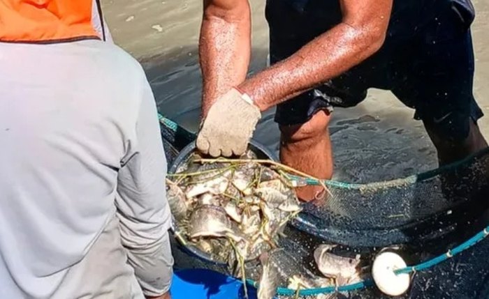 Produtores recebem alevinos doados pela prefeitura Produtores recebem alevinos doados pela prefeitura