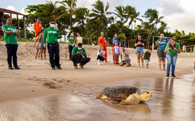 Prefeitura de Maceió participa de soltura de tartaruga em Guaxuma