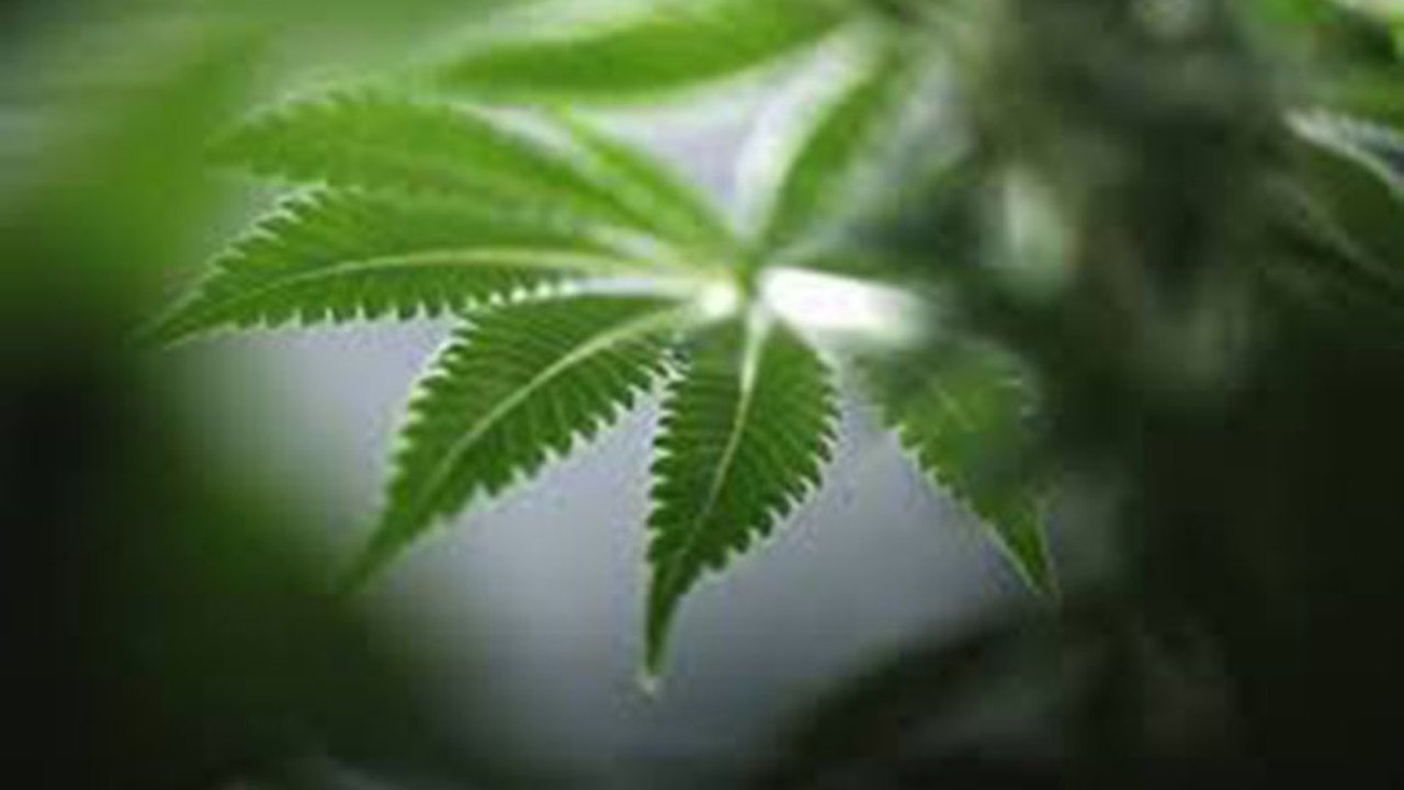 PPS entra com ação para assegurar uso da maconha
