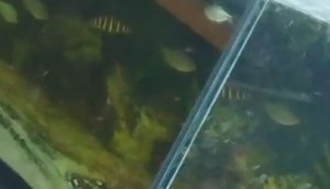 PEIXES / Foto: Foto: SSP