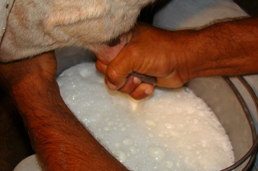 Fecoep garante verba de 12 milhões para o Programa do Leite em Alagoas