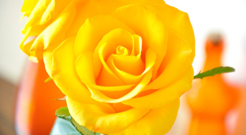 Flores6.jpg