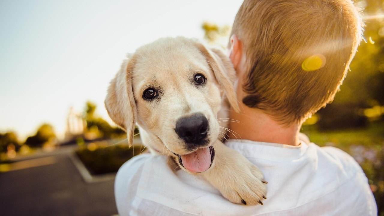 Caminhadas e corridas com cães exigem cuidados e preparação