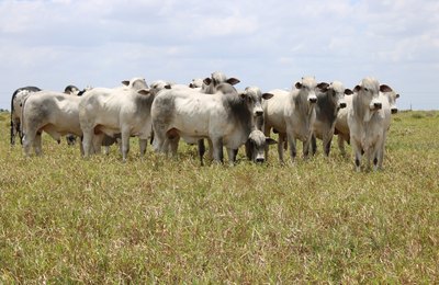 Nelore Estrelas do Norte vai atender demanda por carne gourmet   