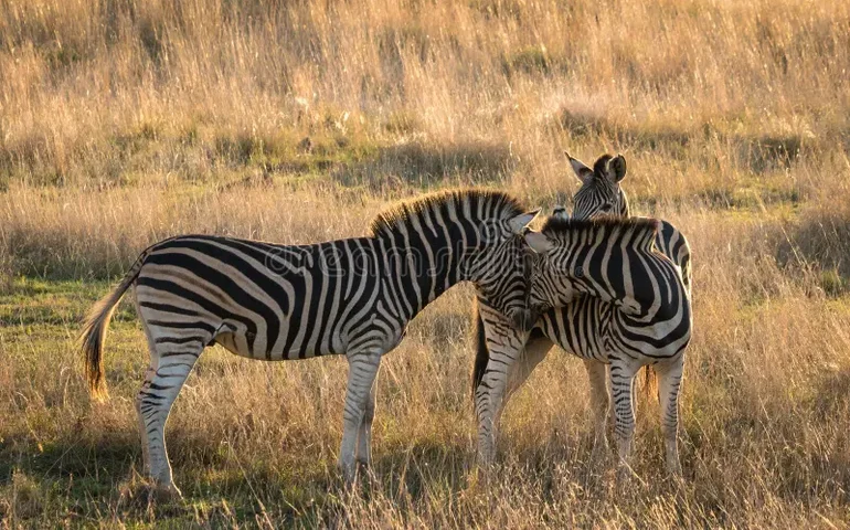 Zebras fugitivas são capturadas por policiais e cowboys nos EUA; uma delas continua foragida