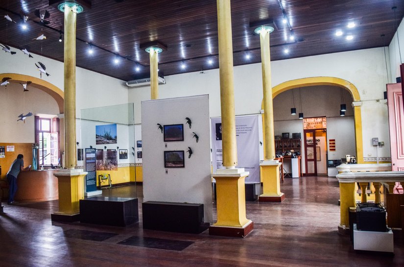 Exposição “A Caatinga do Sertão Alagoano” é estendida até 31 de julho no Misa