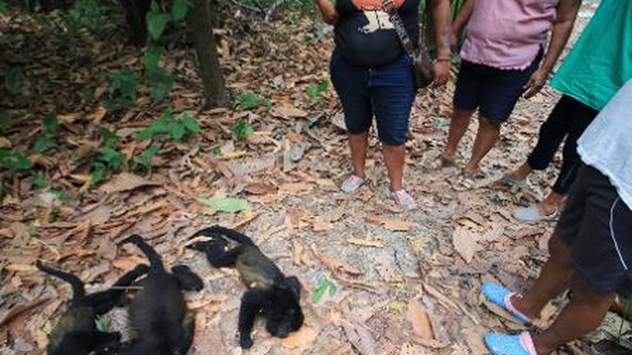 Macacos morrem ao cair das árvores em meio a onda de calor no México
