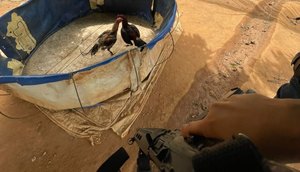 Catorze pessoas são detidas na rinha de galo em Canindé de São Francisco / Foto: Foto: Polícia Militar/SE