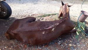 Cavalo com maus tratos / Foto: Pelotão Ambiental