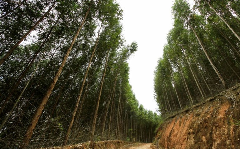 Projeto Silvicultura em Alagoas dará continuidade às pesquisas e capacitações em 2021