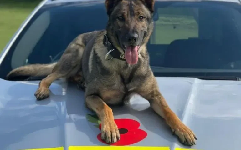 Polícia britânica sacrifica cachorro após animal morder sua adestradora no Reino Unido