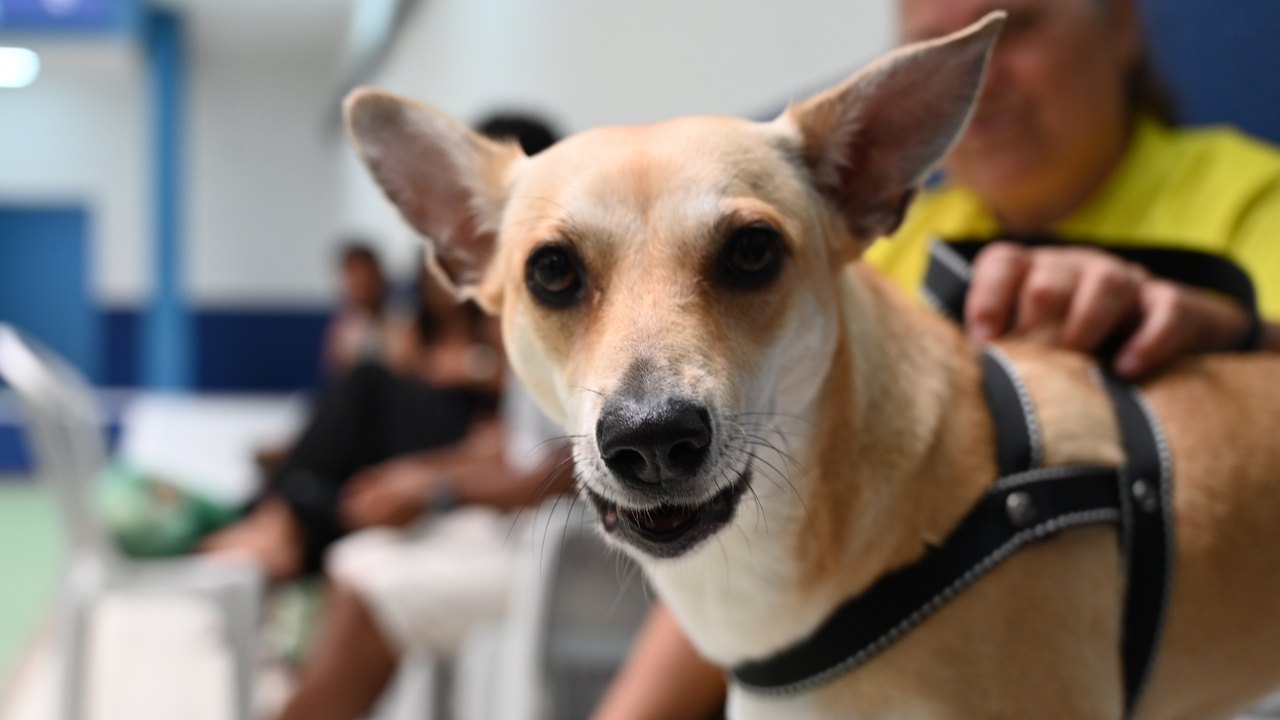 Primeiro mutirão de castração no HC Pet promove mais de 80 cirurgias