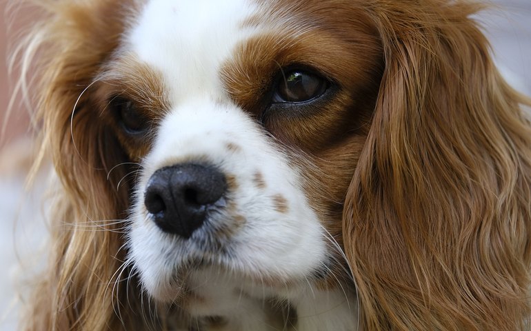 Saiba qual é o melhor cão para um tutor idoso