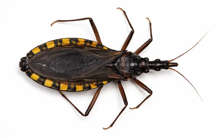 Doença de Chagas: diagnóstico precoce é decisivo para o prognóstico e o controle da doença