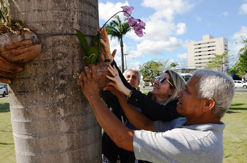Orquídeas doadas por servidores embelezam jardim do TCE de Alagoas