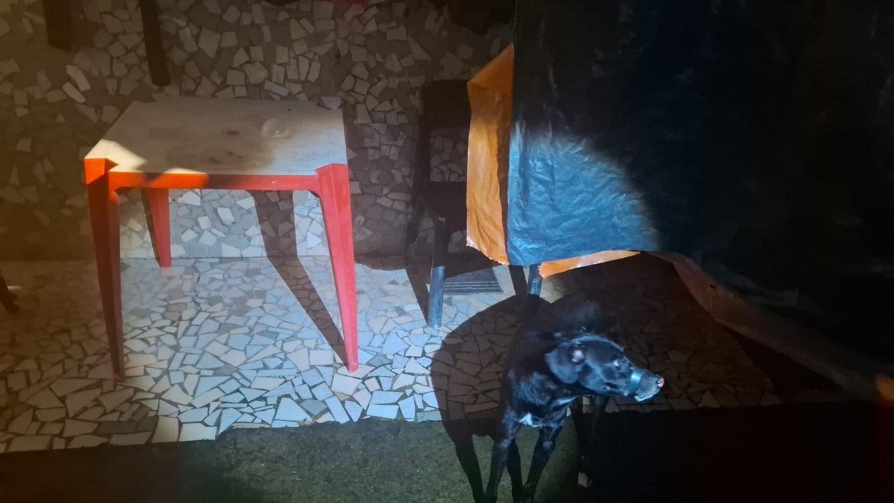Polícia Militar prende suspeito de vedar boca de cachorro com fita isolante em Maceió