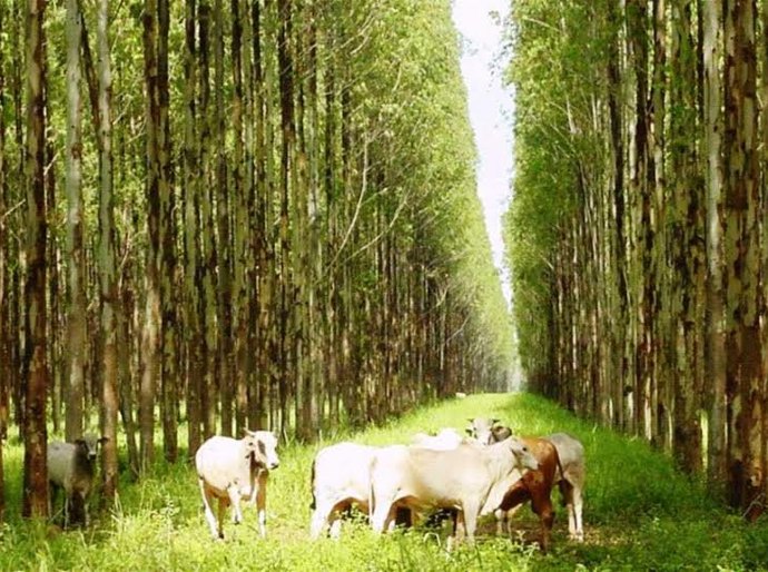Secretaria de Agricultura lança Plano de Agricultura de Baixo Carbono