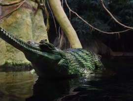 Parente de crocodilo do Jurássico desenterrado no Marrocos tinha dentes finos como agulhas, diz estudo