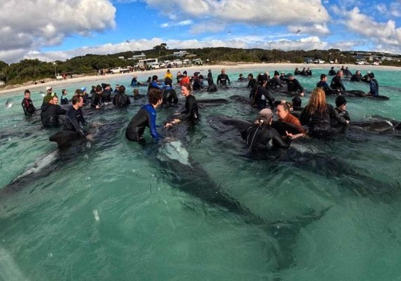 Morrem 51 baleias-piloto encalhadas no oeste da Austrália