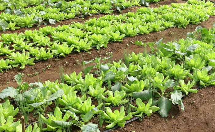 Uma das frentes do programa será o desestímulo ao uso de agrotóxicos no país