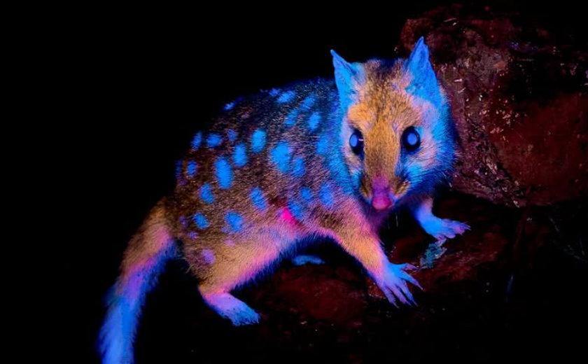 Marsupial 'fluorescente' é flagrado em floresta na Tasmânia