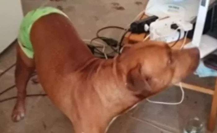 Pitbull salva idoso de ser agredido pelo próprio filho