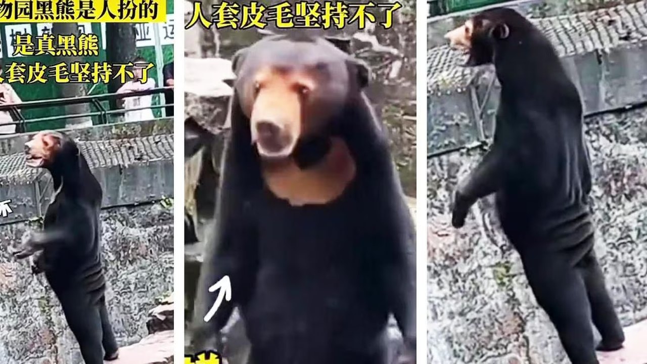 Zoológico nega que seus ursos sejam 'humanos disfarçados' após foto de animal viralizar