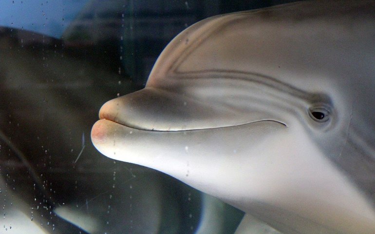 EUA: empresa cria golfinho robô