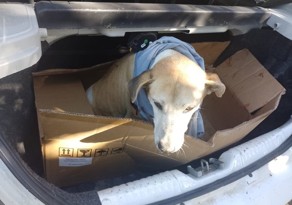 Cão é esfaqueado no pescoço na cidade de Viçosa