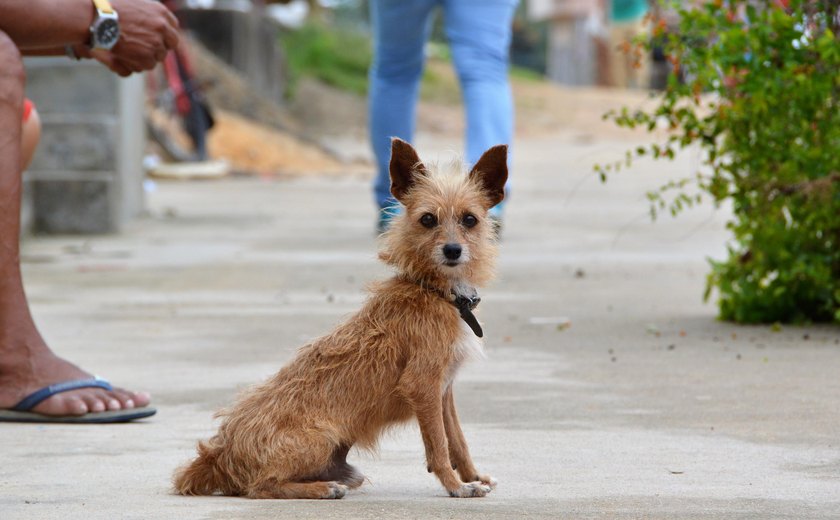 Em Taiwan, presidenciável sugere doação de pets para estimular aumento da população