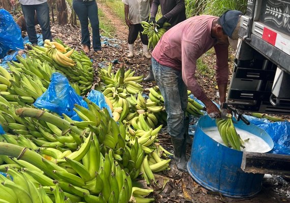 Adeal fiscaliza combate à Sigatoka Negra em bananicultores de Porto Calvo