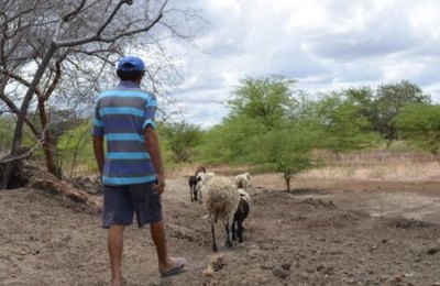 Mais de 92 mil agricultores familiares irão receber Garantia-Safra em maio