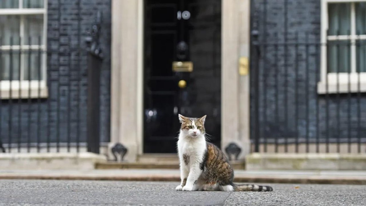 Chefe felino?: Gato ‘caçador’ do governo britânico faz sucesso nas redes enquanto Keir Starmer se prepara para o cargo de primeiro-ministro do Reino Unido