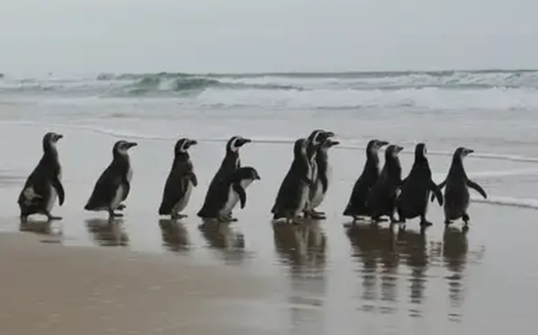 Buraco no ozônio afeta pinguins, baleias e focas na Antártica