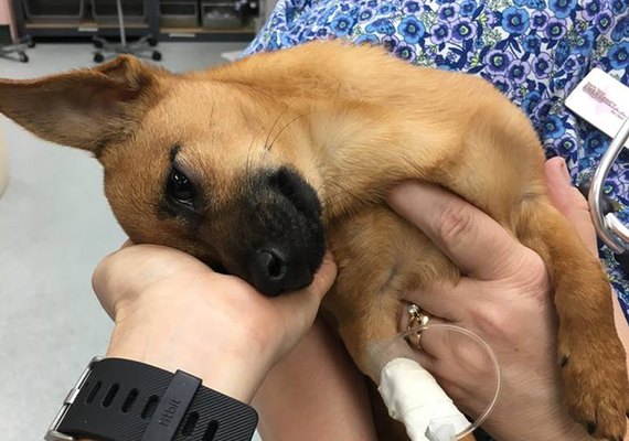 Cachorro recupera-se de overdose de heroína no Texas