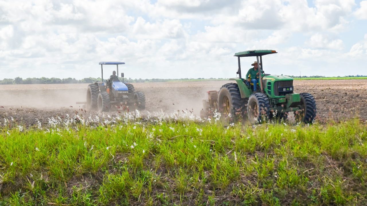 Ano III: Projeto Maná espera colher 480 toneladas de feijão