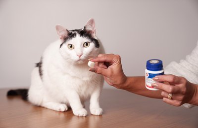 Depressão, estresse e agressividade: como identificar, tratar e prevenir transtornos emocionais em cães e gatos